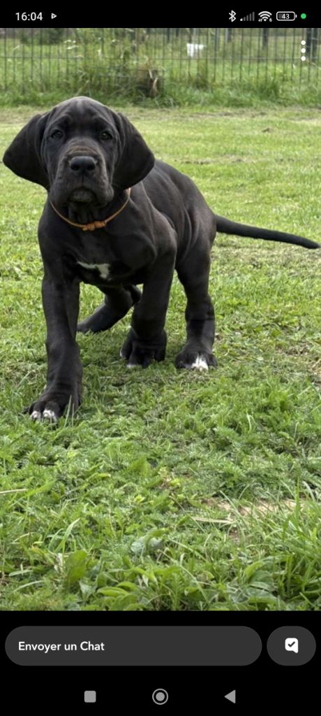 Des Terres d'Akna - Chiots disponibles - Dogue allemand
