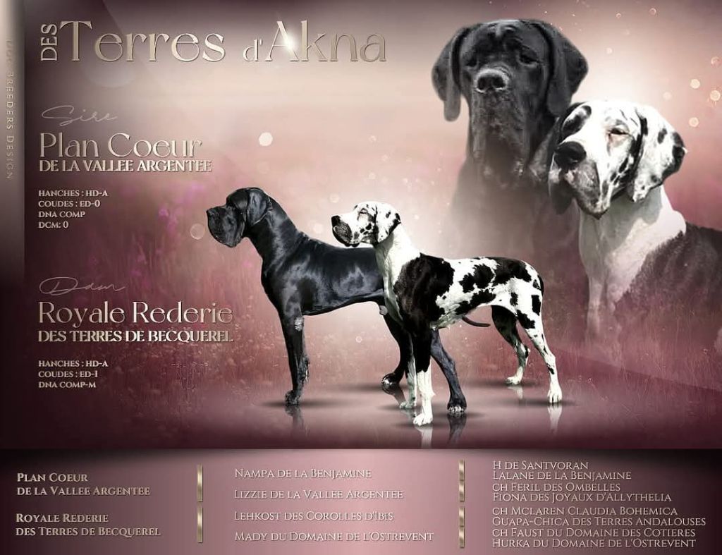 Des Terres d'Akna - Chiots disponibles - Dogue allemand