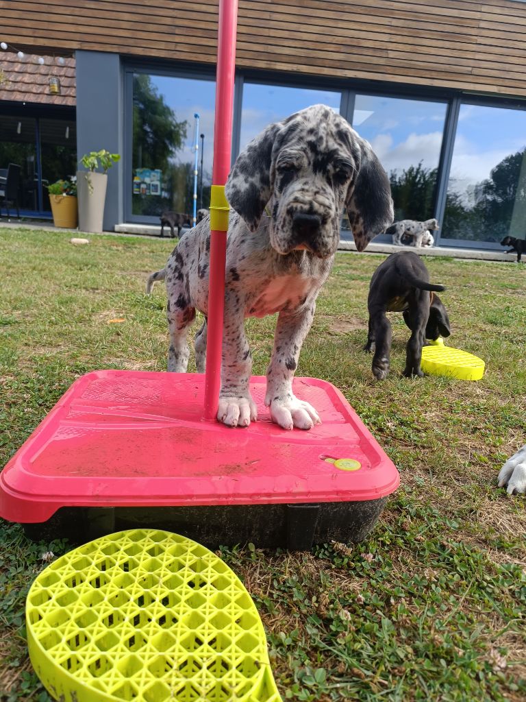 Des Terres d'Akna - Chiots disponibles - Dogue allemand