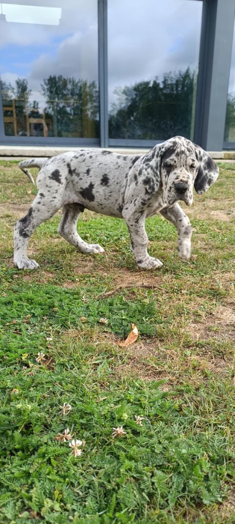 Des Terres d'Akna - Chiots disponibles - Dogue allemand