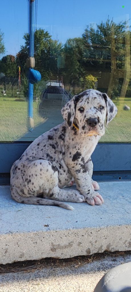 Des Terres d'Akna - Chiots disponibles - Dogue allemand