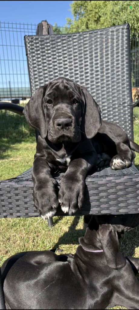Des Terres d'Akna - Chiots disponibles - Dogue allemand