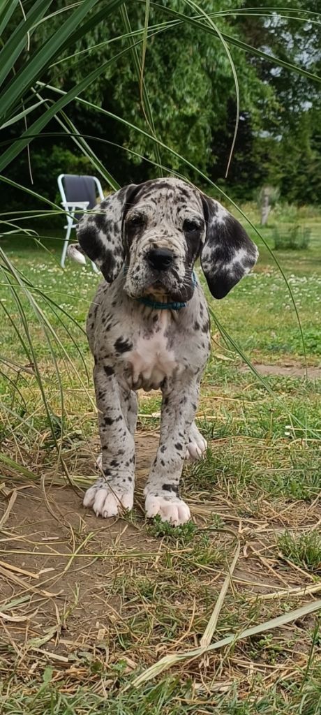 Des Terres d'Akna - Chiots disponibles - Dogue allemand
