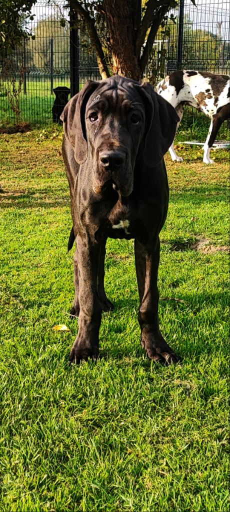 Des Terres d'Akna - Chiots disponibles - Dogue allemand