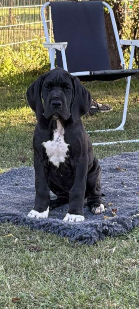 Des Terres d'Akna - Chiots disponibles - Dogue allemand