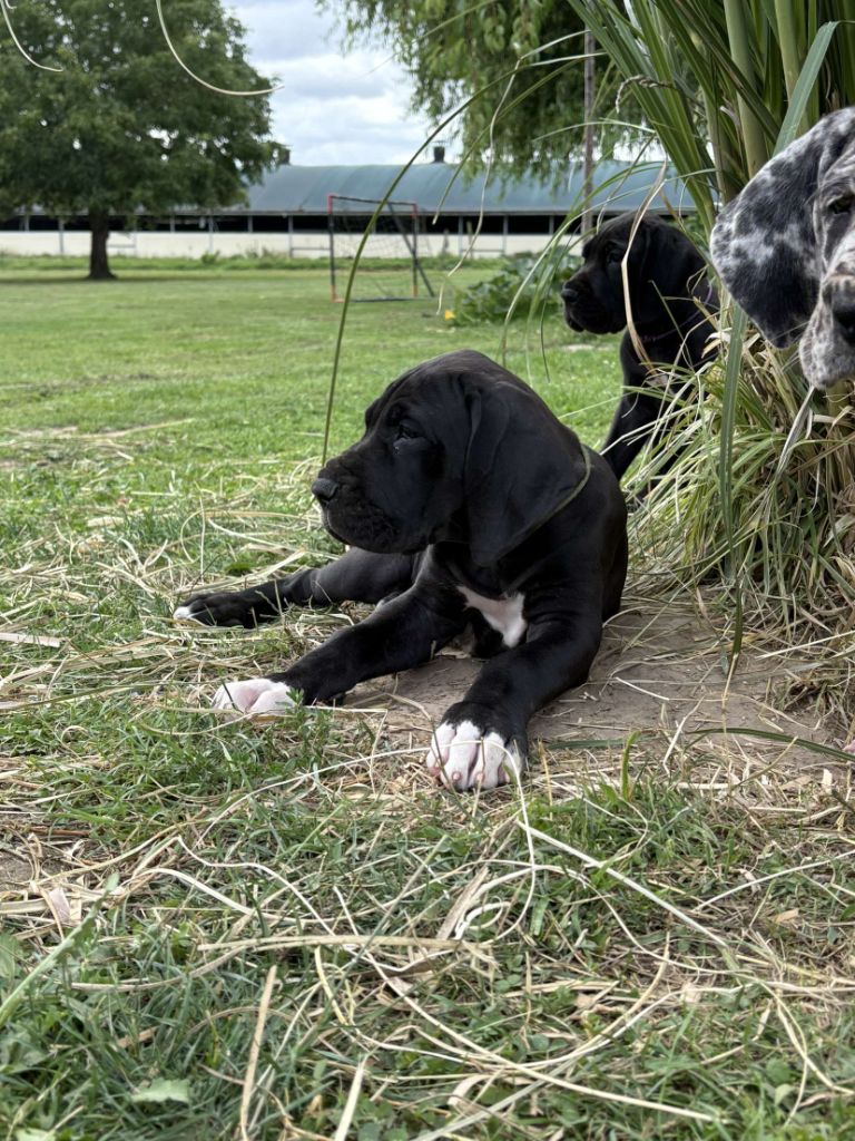 Des Terres d'Akna - Chiots disponibles - Dogue allemand